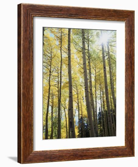 Colorado, San Juan Mts, Uncompahgre Nf, Fall Colors of an Aspen Trees-Christopher Talbot Frank-Framed Photographic Print