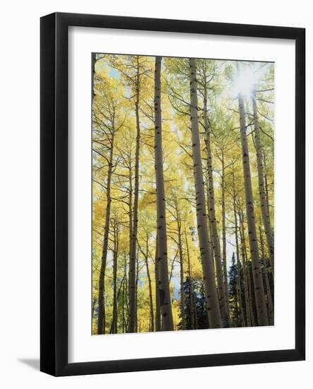 Colorado, San Juan Mts, Uncompahgre Nf, Fall Colors of an Aspen Trees-Christopher Talbot Frank-Framed Photographic Print