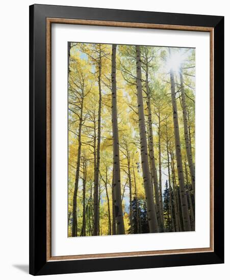 Colorado, San Juan Mts, Uncompahgre Nf, Fall Colors of an Aspen Trees-Christopher Talbot Frank-Framed Photographic Print