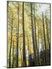 Colorado, San Juan Mts, Uncompahgre Nf, Fall Colors of an Aspen Trees-Christopher Talbot Frank-Mounted Photographic Print