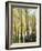 Colorado, San Juan Mts, Uncompahgre Nf, Fall Colors of an Aspen Trees-Christopher Talbot Frank-Framed Photographic Print