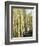 Colorado, San Juan Mts, Uncompahgre Nf, Fall Colors of an Aspen Trees-Christopher Talbot Frank-Framed Photographic Print