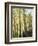 Colorado, San Juan Mts, Uncompahgre Nf, Fall Colors of an Aspen Trees-Christopher Talbot Frank-Framed Photographic Print