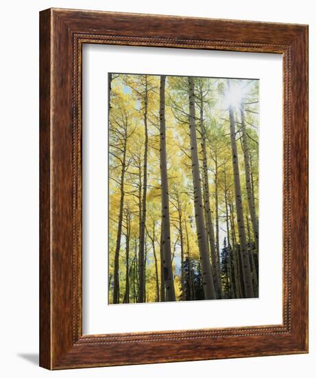 Colorado, San Juan Mts, Uncompahgre Nf, Fall Colors of an Aspen Trees-Christopher Talbot Frank-Framed Photographic Print