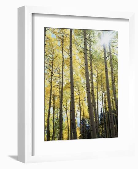 Colorado, San Juan Mts, Uncompahgre Nf, Fall Colors of an Aspen Trees-Christopher Talbot Frank-Framed Photographic Print