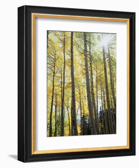 Colorado, San Juan Mts, Uncompahgre Nf, Fall Colors of an Aspen Trees-Christopher Talbot Frank-Framed Photographic Print