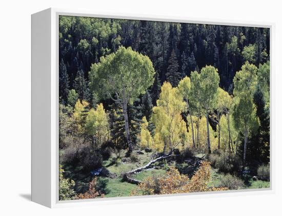 Colorado, San Juan Mts, Uncompahgre Nf, Fall Colors of Aspens-Christopher Talbot Frank-Framed Premier Image Canvas