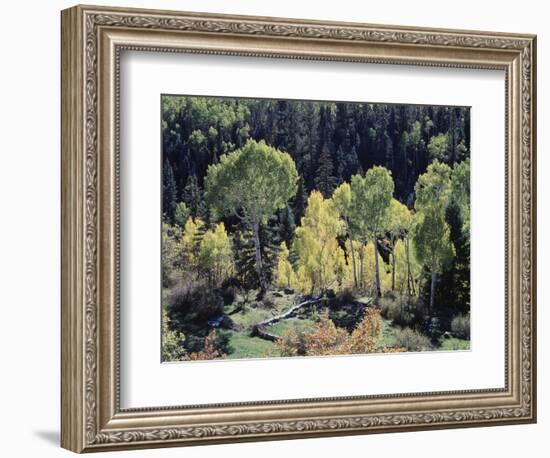 Colorado, San Juan Mts, Uncompahgre Nf, Fall Colors of Aspens-Christopher Talbot Frank-Framed Photographic Print