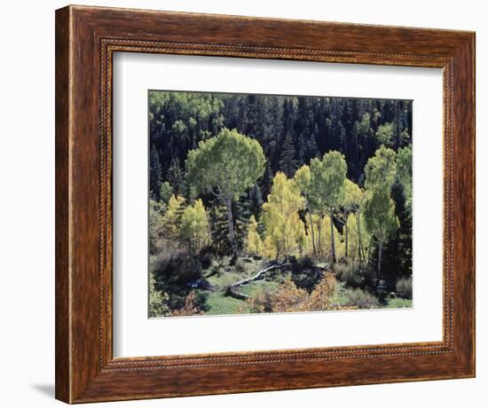 Colorado, San Juan Mts, Uncompahgre Nf, Fall Colors of Aspens-Christopher Talbot Frank-Framed Photographic Print