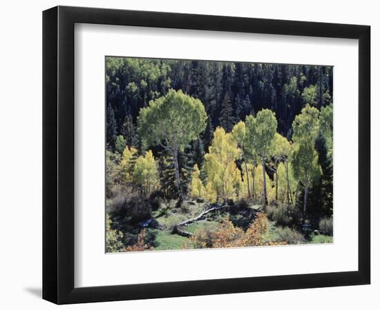 Colorado, San Juan Mts, Uncompahgre Nf, Fall Colors of Aspens-Christopher Talbot Frank-Framed Photographic Print