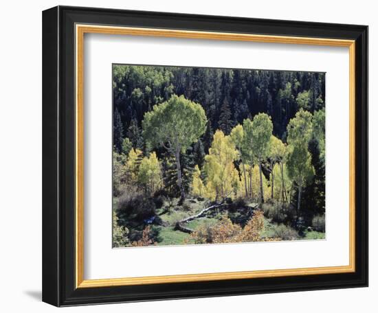 Colorado, San Juan Mts, Uncompahgre Nf, Fall Colors of Aspens-Christopher Talbot Frank-Framed Photographic Print