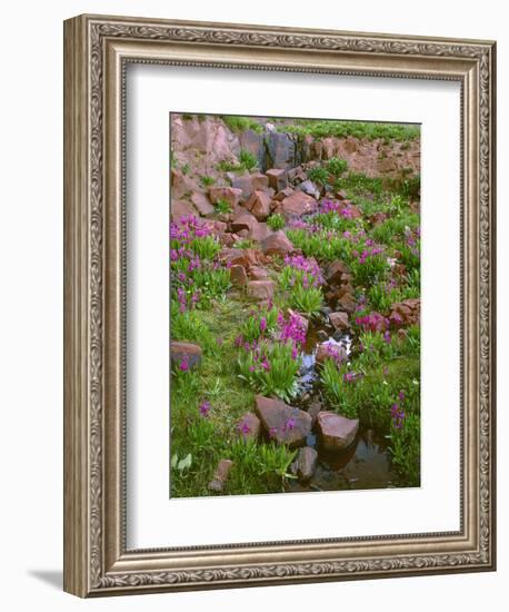 Colorado, San Juan National Forest-John Barger-Framed Photographic Print