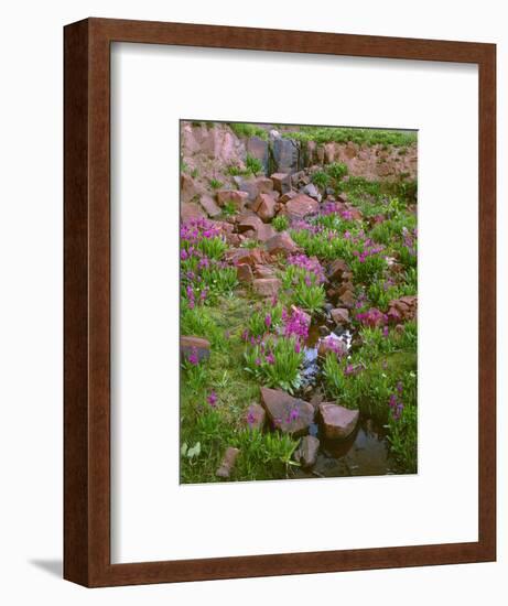 Colorado, San Juan National Forest-John Barger-Framed Photographic Print