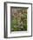 Colorado, San Juan National Forest-John Barger-Framed Photographic Print