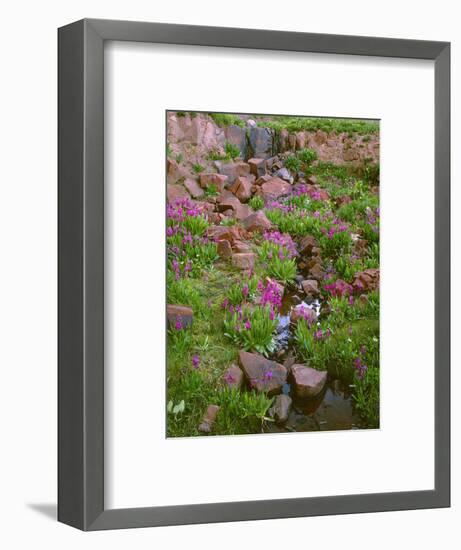 Colorado, San Juan National Forest-John Barger-Framed Photographic Print