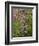 Colorado, San Juan National Forest-John Barger-Framed Photographic Print