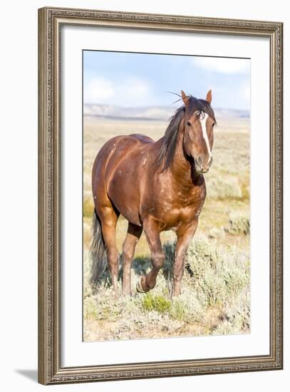 Colorado, Sand Wash Basin. Close-Up of Wild Horse-Jaynes Gallery-Framed Photographic Print