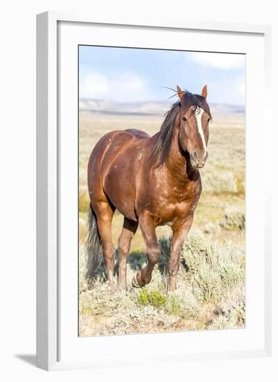 Colorado, Sand Wash Basin. Close-Up of Wild Horse-Jaynes Gallery-Framed Photographic Print