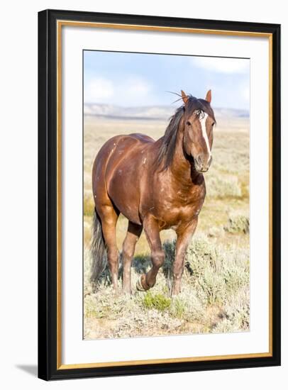 Colorado, Sand Wash Basin. Close-Up of Wild Horse-Jaynes Gallery-Framed Photographic Print