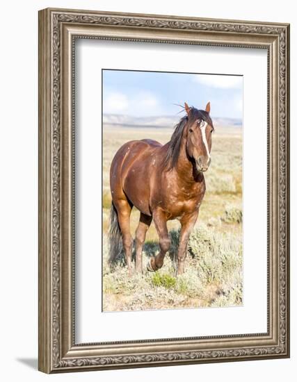 Colorado, Sand Wash Basin. Close-Up of Wild Horse-Jaynes Gallery-Framed Photographic Print