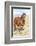 Colorado, Sand Wash Basin. Close-Up of Wild Horse-Jaynes Gallery-Framed Photographic Print