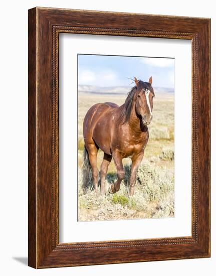 Colorado, Sand Wash Basin. Close-Up of Wild Horse-Jaynes Gallery-Framed Photographic Print