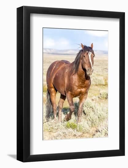 Colorado, Sand Wash Basin. Close-Up of Wild Horse-Jaynes Gallery-Framed Photographic Print