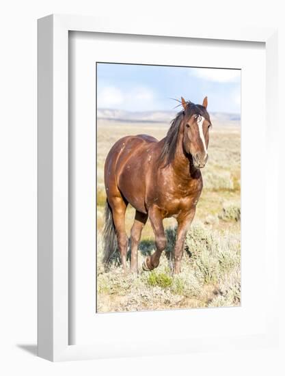 Colorado, Sand Wash Basin. Close-Up of Wild Horse-Jaynes Gallery-Framed Photographic Print