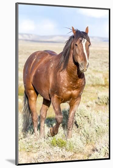 Colorado, Sand Wash Basin. Close-Up of Wild Horse-Jaynes Gallery-Mounted Photographic Print