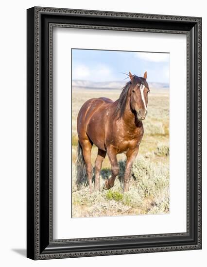Colorado, Sand Wash Basin. Close-Up of Wild Horse-Jaynes Gallery-Framed Photographic Print