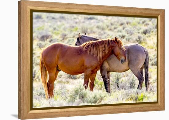 Colorado, Sand Wash Basin. Close-Up of Wild Horses-Jaynes Gallery-Framed Premier Image Canvas