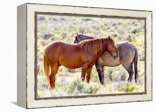 Colorado, Sand Wash Basin. Close-Up of Wild Horses-Jaynes Gallery-Framed Premier Image Canvas