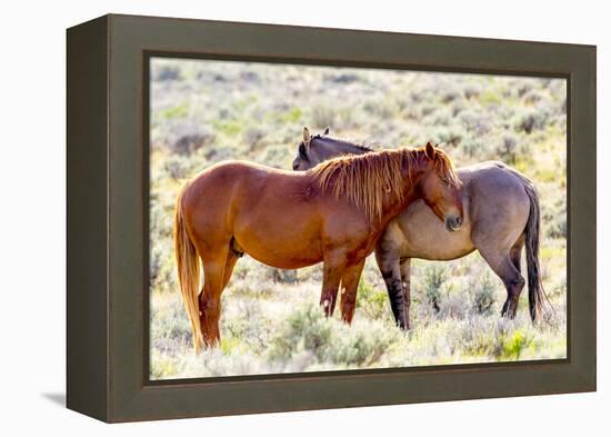 Colorado, Sand Wash Basin. Close-Up of Wild Horses-Jaynes Gallery-Framed Premier Image Canvas
