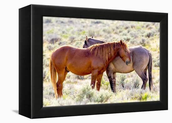 Colorado, Sand Wash Basin. Close-Up of Wild Horses-Jaynes Gallery-Framed Premier Image Canvas