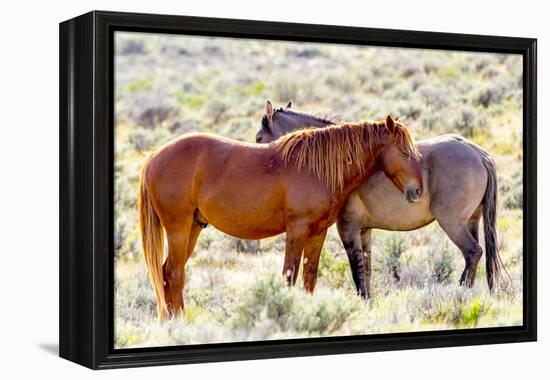 Colorado, Sand Wash Basin. Close-Up of Wild Horses-Jaynes Gallery-Framed Premier Image Canvas