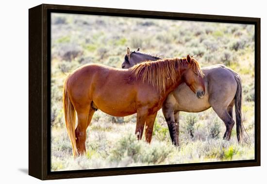 Colorado, Sand Wash Basin. Close-Up of Wild Horses-Jaynes Gallery-Framed Premier Image Canvas