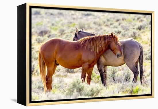 Colorado, Sand Wash Basin. Close-Up of Wild Horses-Jaynes Gallery-Framed Premier Image Canvas