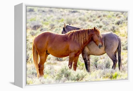 Colorado, Sand Wash Basin. Close-Up of Wild Horses-Jaynes Gallery-Framed Premier Image Canvas