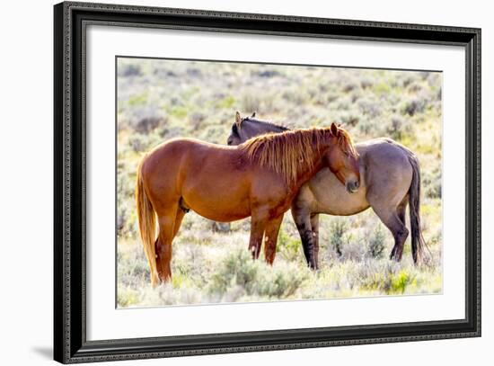 Colorado, Sand Wash Basin. Close-Up of Wild Horses-Jaynes Gallery-Framed Photographic Print