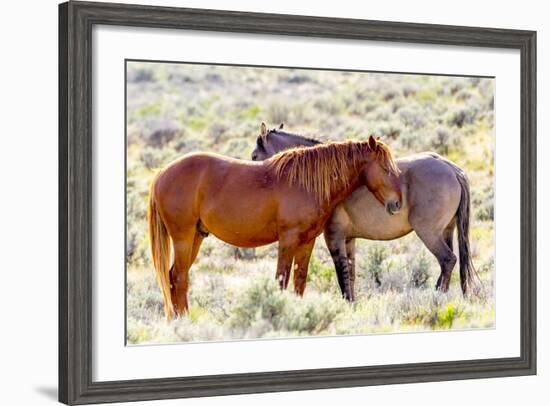 Colorado, Sand Wash Basin. Close-Up of Wild Horses-Jaynes Gallery-Framed Photographic Print