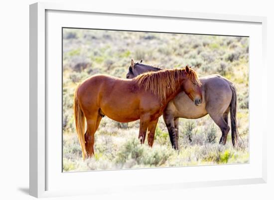 Colorado, Sand Wash Basin. Close-Up of Wild Horses-Jaynes Gallery-Framed Photographic Print