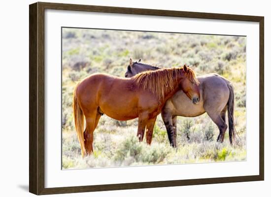 Colorado, Sand Wash Basin. Close-Up of Wild Horses-Jaynes Gallery-Framed Photographic Print