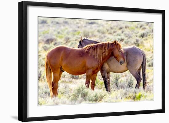 Colorado, Sand Wash Basin. Close-Up of Wild Horses-Jaynes Gallery-Framed Photographic Print