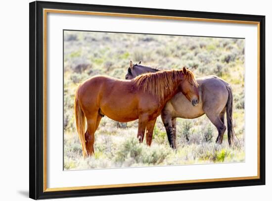 Colorado, Sand Wash Basin. Close-Up of Wild Horses-Jaynes Gallery-Framed Photographic Print