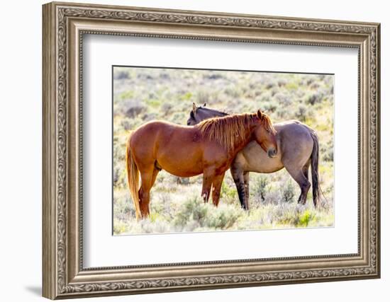 Colorado, Sand Wash Basin. Close-Up of Wild Horses-Jaynes Gallery-Framed Photographic Print