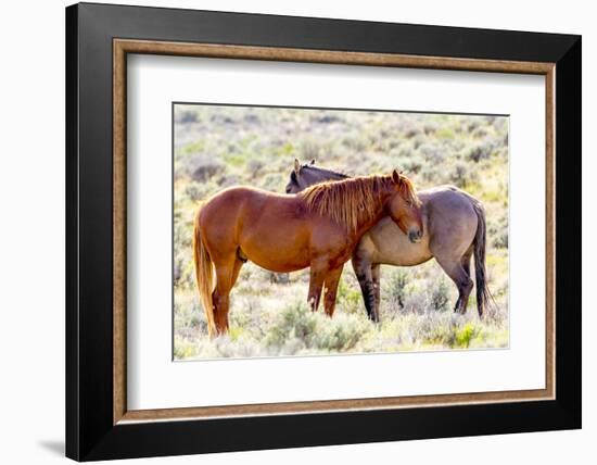 Colorado, Sand Wash Basin. Close-Up of Wild Horses-Jaynes Gallery-Framed Photographic Print