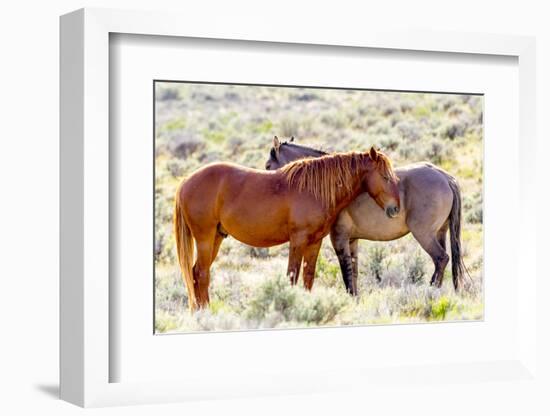 Colorado, Sand Wash Basin. Close-Up of Wild Horses-Jaynes Gallery-Framed Photographic Print