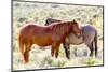 Colorado, Sand Wash Basin. Close-Up of Wild Horses-Jaynes Gallery-Mounted Photographic Print
