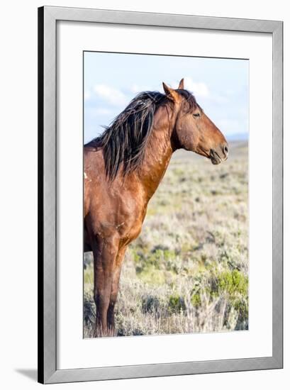 Colorado, Sand Wash Basin. Profile of Wild Stallion-Jaynes Gallery-Framed Photographic Print