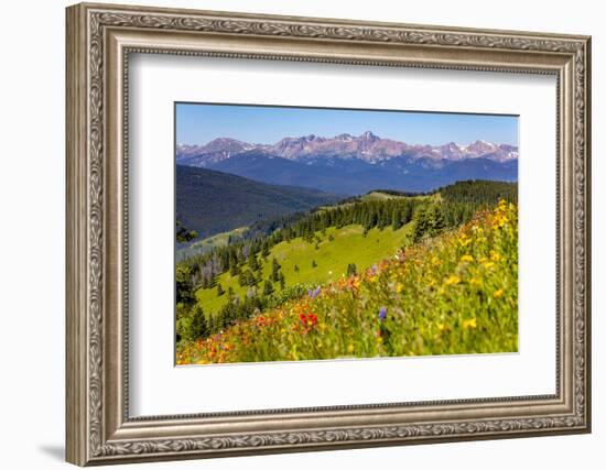 Colorado, Shrine Pass, Vail. Wildflowers on Mountain Landscape-Jaynes Gallery-Framed Photographic Print